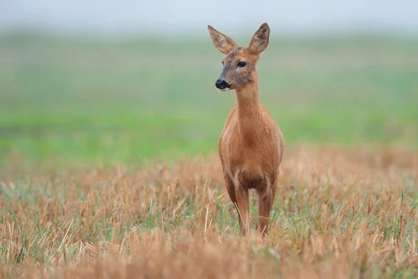 Roe-veado em uma clareira — Fotografia de Stock