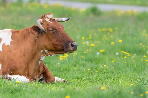 Корова відпочиває в клірингу — стокове фото
