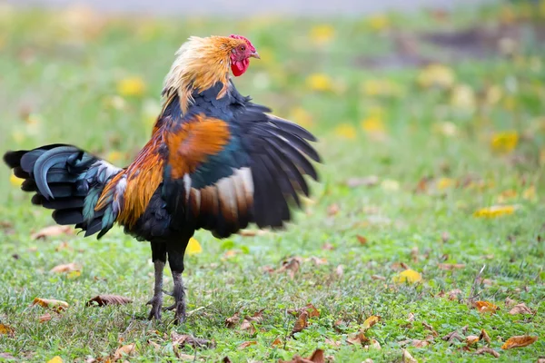 Gallo si prepara per la battaglia — Foto Stock