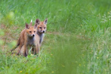 Tilki bir açıklıkta 