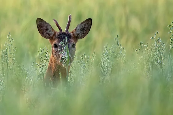 Roebuck спрятанный в ржи — стоковое фото