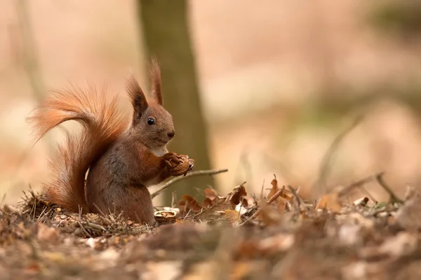 Rode eekhoorn in het bos — Stockfoto