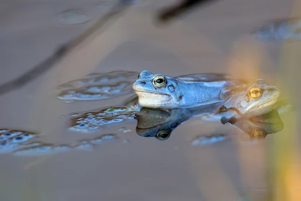 湖のカエルを湿原します。 — ストック写真