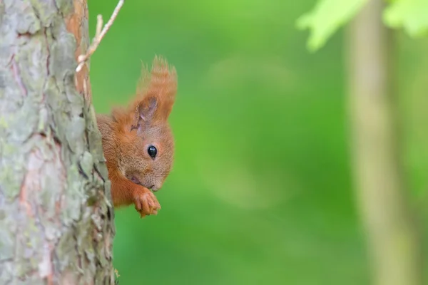 Red squirrel in the wild — Stock Photo, Image