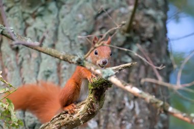 Ormandaki kırmızı sincap 