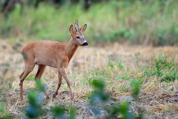 Roebuck en la naturaleza —  Fotos de Stock