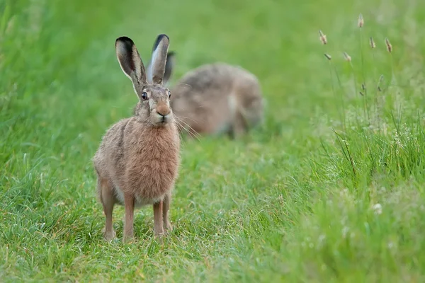 Hase in freier Wildbahn — Stockfoto