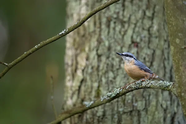 Nuthatch en el bosque —  Fotos de Stock