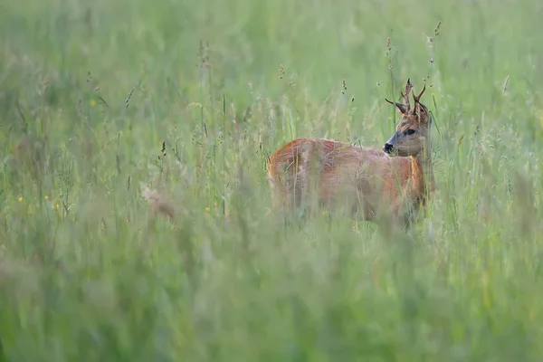 Roebuck ukryte w trawie — Zdjęcie stockowe