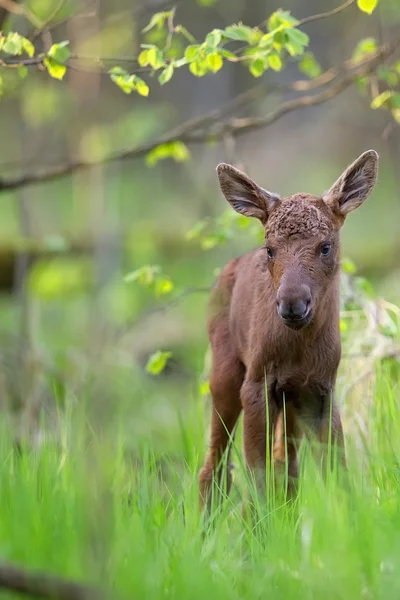 Jonge elanden in het bos — Stockfoto