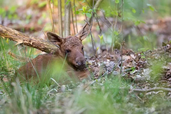 Alce joven en el bosque —  Fotos de Stock