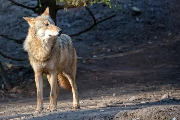Lobo na natureza — Fotografia de Stock