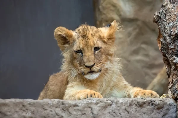 Jonge leeuw in het wild — Stockfoto