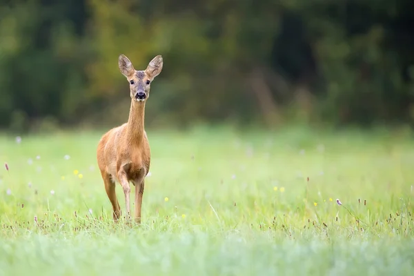 Roe rusa di tempat terbuka — Stok Foto