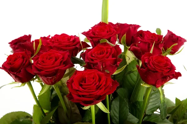 Rosas vermelhas sobre um fundo branco — Fotografia de Stock
