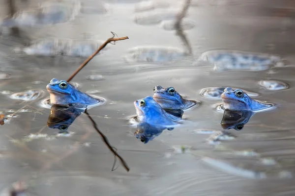 Aanmeren kikkers op het meer — Stockfoto