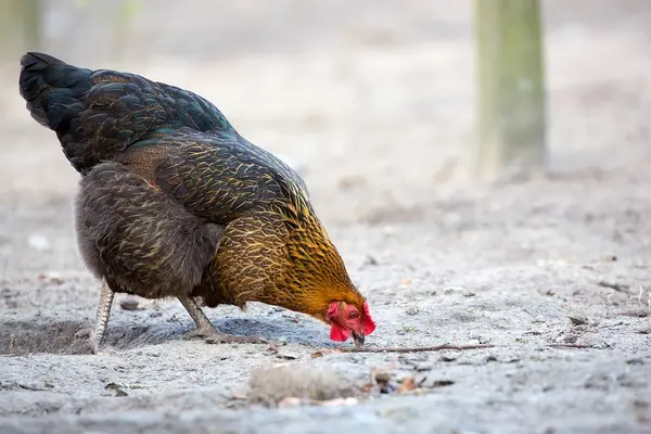 Poule à la ferme — Photo