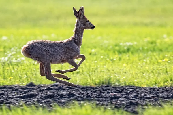 Buck deer on the run in a clearing — Stock Photo, Image