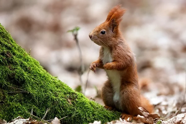 Red squirrel in the forest — Stock Photo, Image