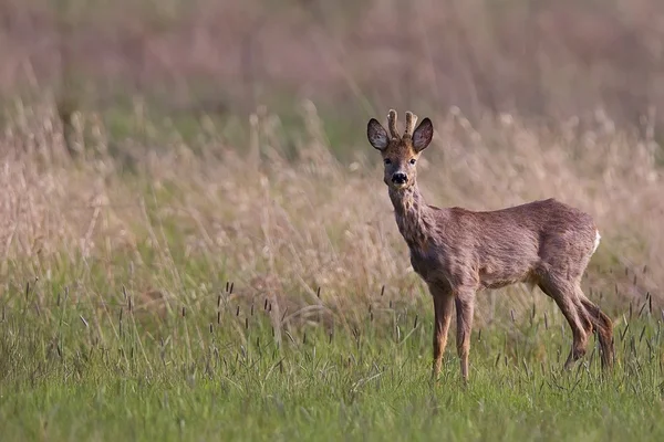 Buck geyik bir açıklıkta — Stok fotoğraf