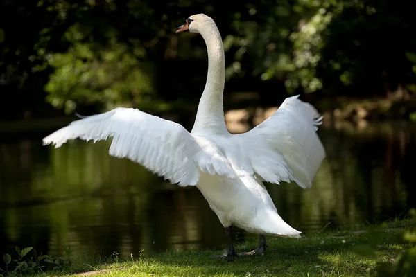 Cygne dans la nature — Photo