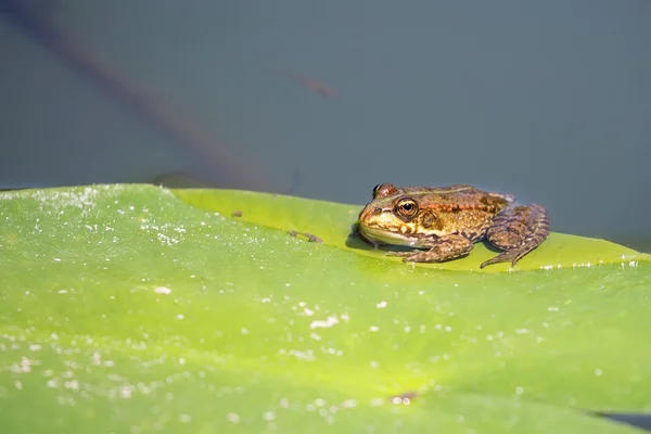 Πράσινο βάτραχο στην άγρια φύση — Φωτογραφία Αρχείου