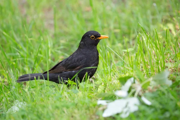 Ave-preta comum na natureza — Fotografia de Stock