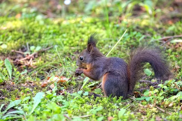 Esquilo castanho na natureza — Fotografia de Stock