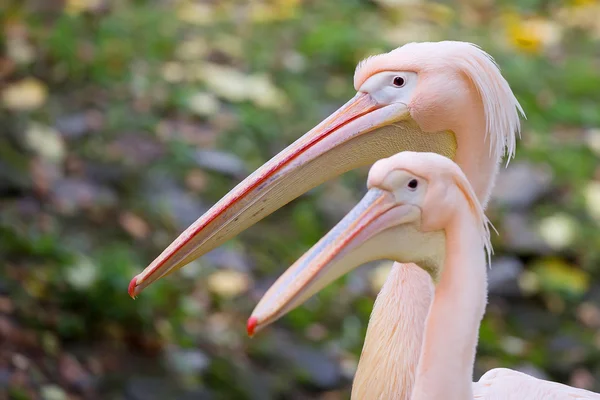 Pelikán, egy portré — Stock Fotó