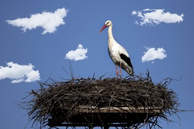 Yuvadaki beyaz leylek