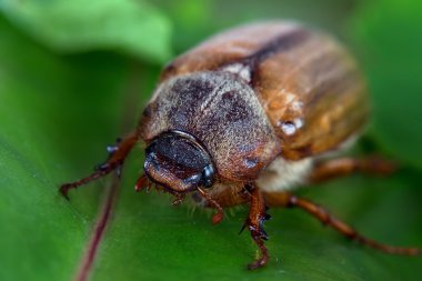 vahşi doğada beetle 