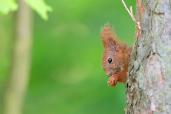 Esquilo vermelho na floresta — Fotografia de Stock