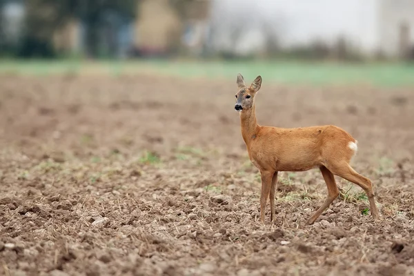 Roe-deer in a field — Stock Photo, Image