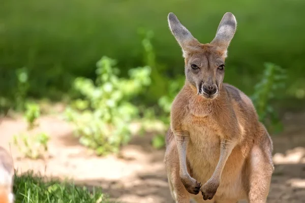 Kangaroo in de clearing-, portret — Stockfoto