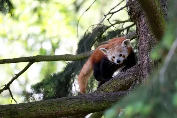Czerwona panda w lesie — Zdjęcie stockowe