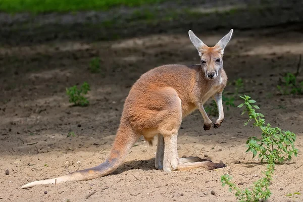 Kangaroo in de clearing — Stockfoto