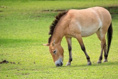 Bir açıklıkta Przewalski'nın at