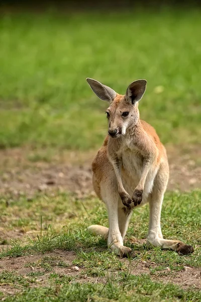 Kangaroo in de clearing — Stockfoto