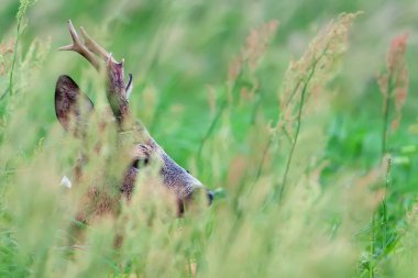 otların arasında gizli buck geyik