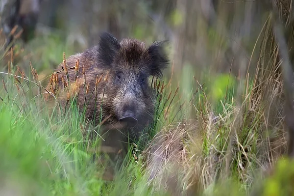 Wildschweine im Wald — Stockfoto