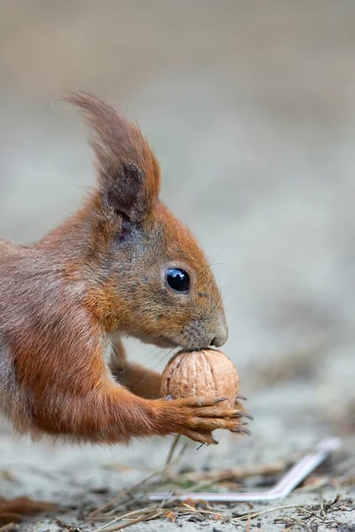 Rode eekhoorn in het wild, een portret — Stockfoto