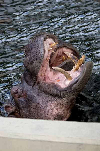 Hipopótamo na água — Fotografia de Stock