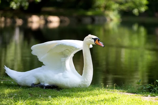 Bílá labuť v divočině — Stock fotografie