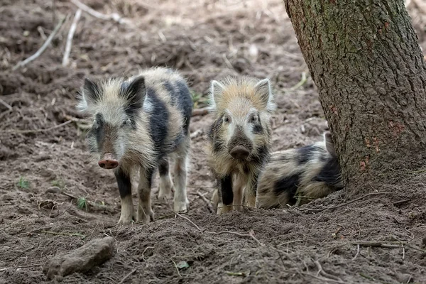 Baby wild boars in the forest — Stock Photo, Image