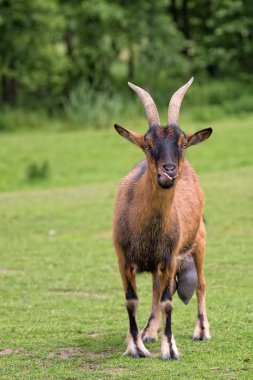 Keçi bir açıklıkta 