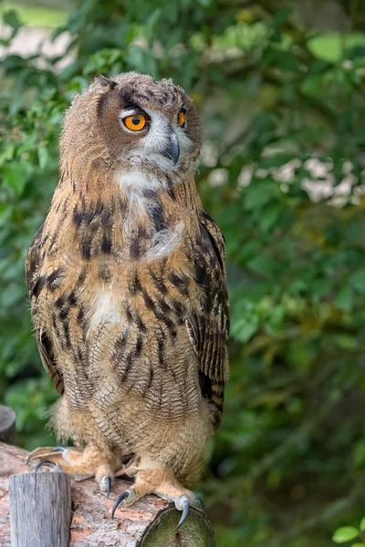 Chouette-aigle dans la forêt — Photo