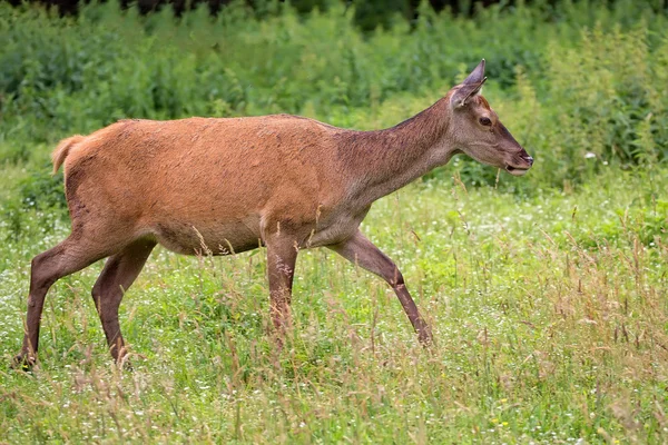 Jelen na útěku v přírodě — Stock fotografie