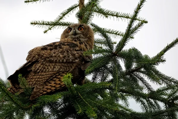 Chouette-aigle dans la forêt — Photo