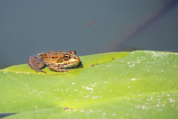 Rana verde in natura — Foto Stock