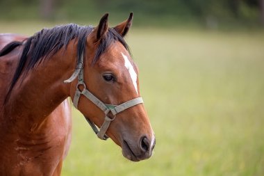 At bir açıklıkta bir portre 